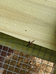 Idana marginata