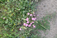 Silene scabriflora