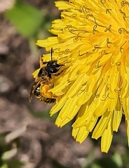 Halictus rubicundus