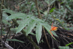 Heliconia hirsuta