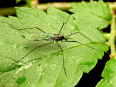 Gnophomyia tristissima