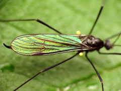 Gnophomyia tristissima