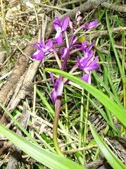 Anacamptis laxiflora