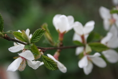 Prunus tomentosa