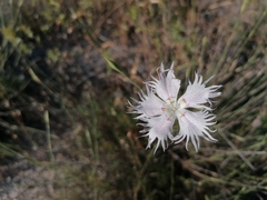 Dianthus broteri