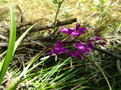 Anacamptis laxiflora