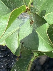 Agelenidae
