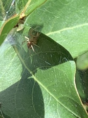 Agelenidae