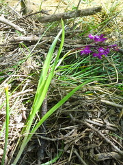 Anacamptis laxiflora