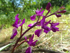 Anacamptis laxiflora