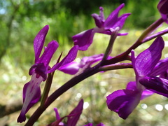 Anacamptis laxiflora