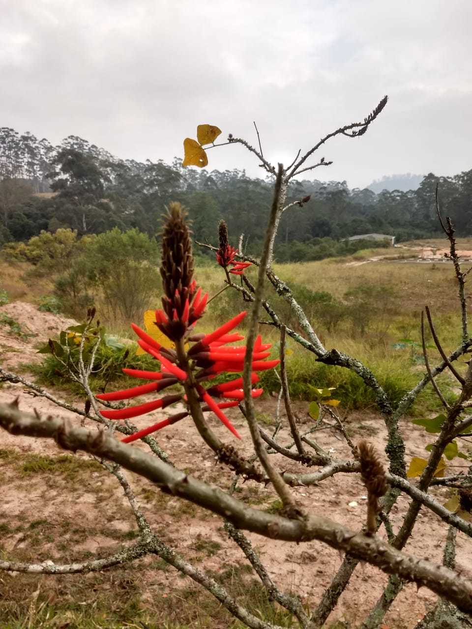 Erythrina speciosa