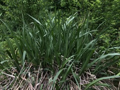 Tripsacum dactyloides