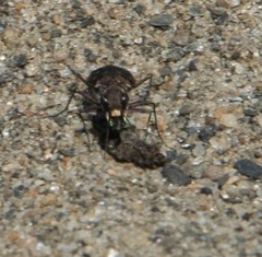 Cicindela repanda