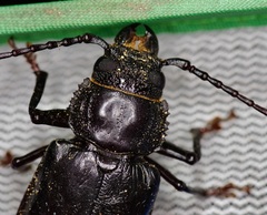 Archodontes melanopus