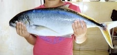 Caranx bartholomaei