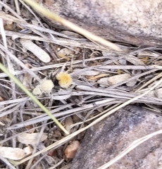 Dasymutilla eminentia