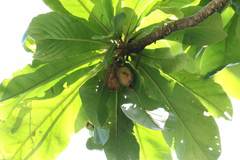 Myotis formosus flavus