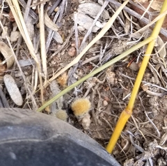 Dasymutilla eminentia