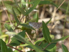 Lerodea erythrostictus