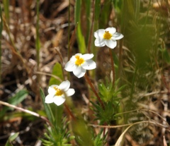 Leptosiphon jepsonii