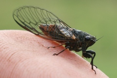 Plerapsalta multifascia