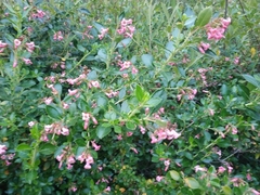 Escallonia rubra