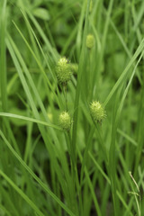 Carex squarrosa