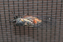 Plerapsalta multifascia