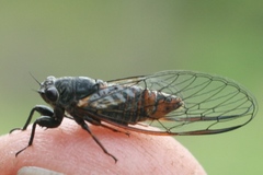 Plerapsalta multifascia