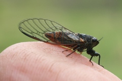 Plerapsalta multifascia