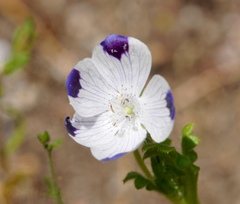 Nemophila maculata