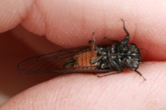 Plerapsalta multifascia