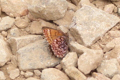 Callophrys eryphon