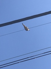 Zenaida macroura carolinensis