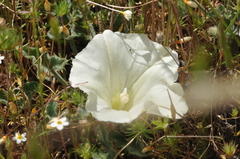 Calystegia collina oxyphylla