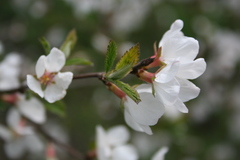 Prunus tomentosa
