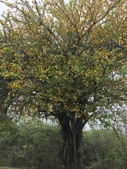Leuenbergeria guamacho