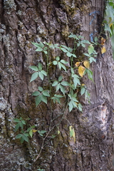 Solanum appendiculatum
