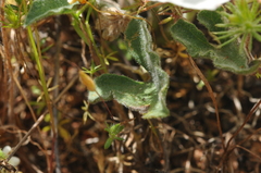 Calystegia collina oxyphylla