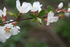 Prunus tomentosa