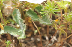 Calystegia collina oxyphylla