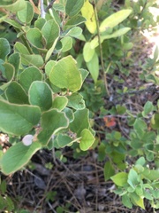 Fothergilla gardenii
