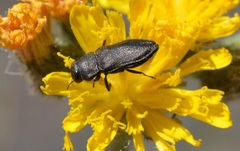 Anthaxia godeti