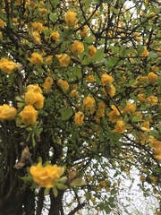 Leuenbergeria guamacho