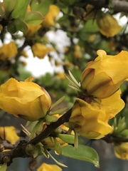 Leuenbergeria guamacho