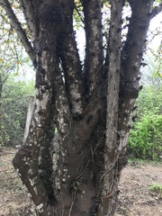 Leuenbergeria guamacho