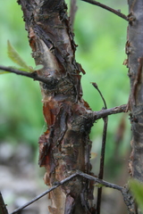 Prunus tomentosa