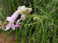 Chilopsis linearis