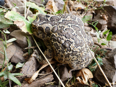 Sclerophrys mauritanica